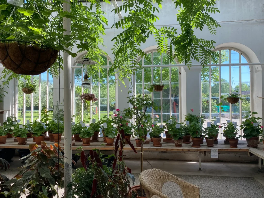 Ett stort orangerilikt rum i ett växthus med pelargoner, begonior på hyllor och i ampel i taket, en korgstol i förgrunden.